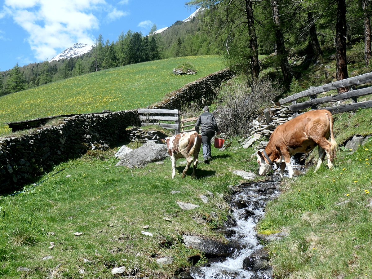 Sonia und Finja auf der Sommerweide