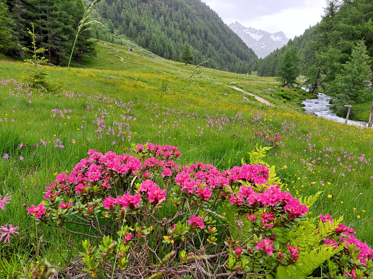 Alpenrosen