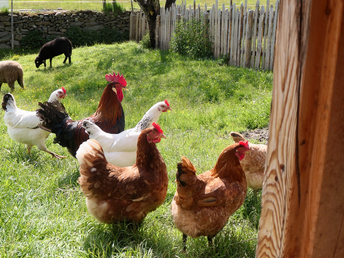 Hühner am Bauernhof