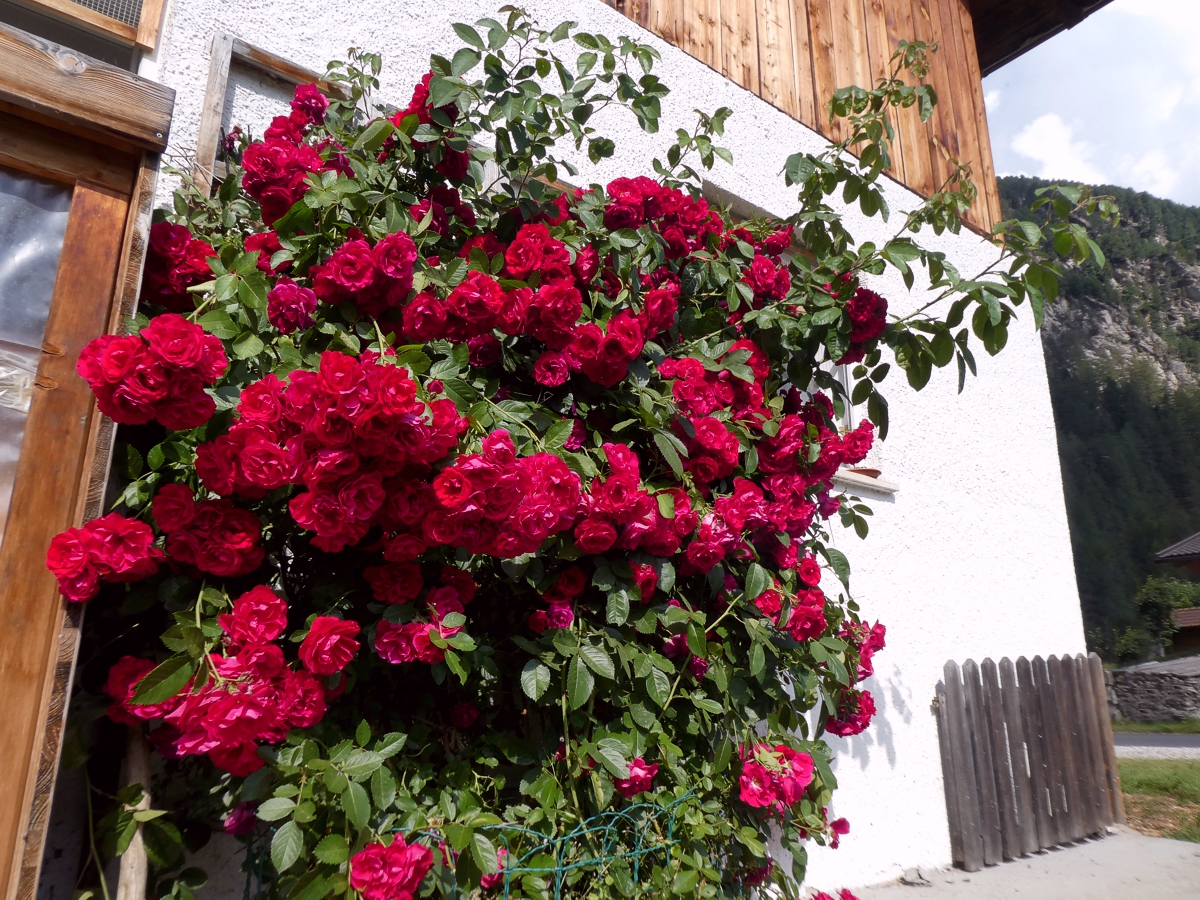 Kletterrose im Garten