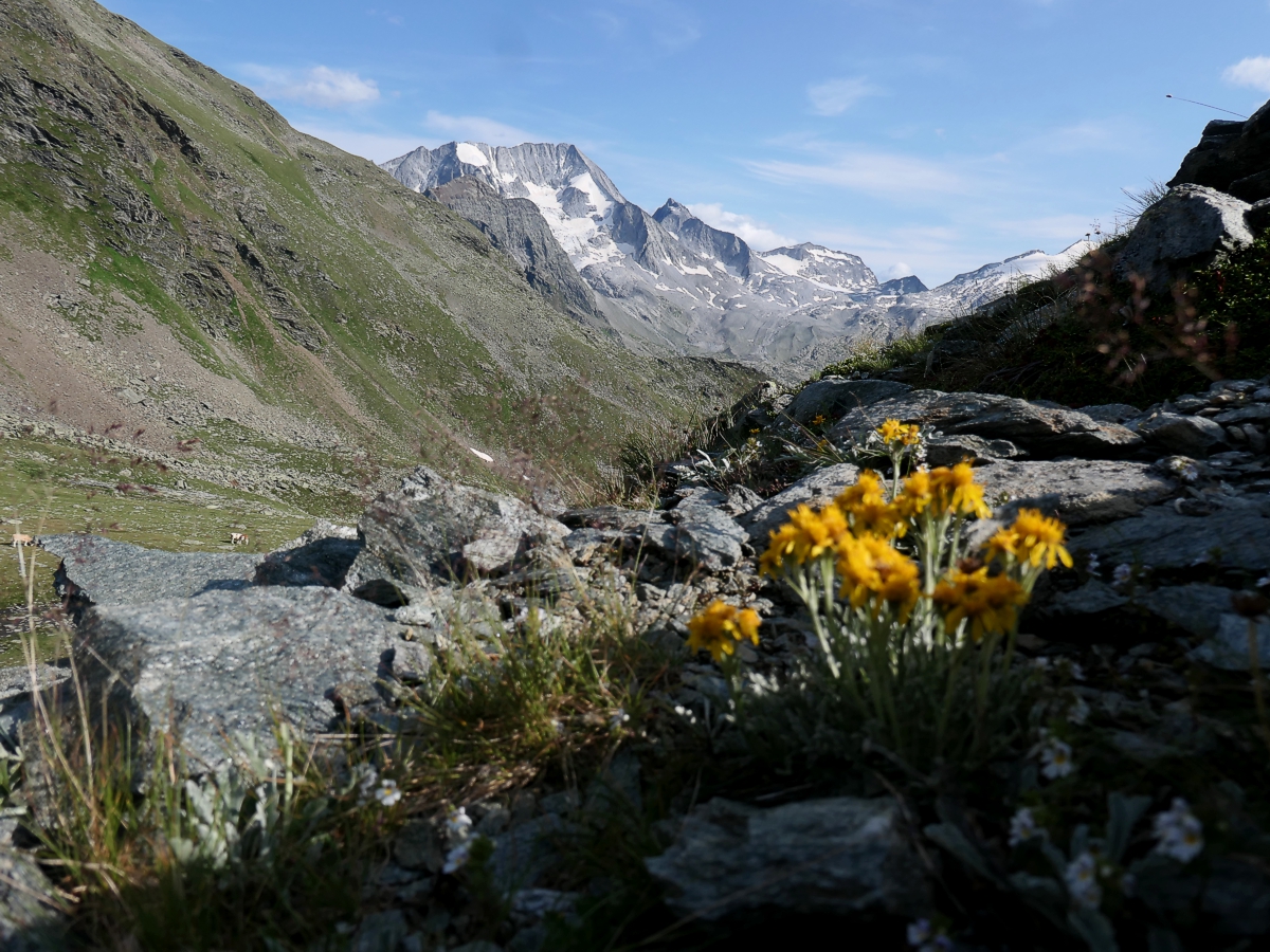 Bergsommer