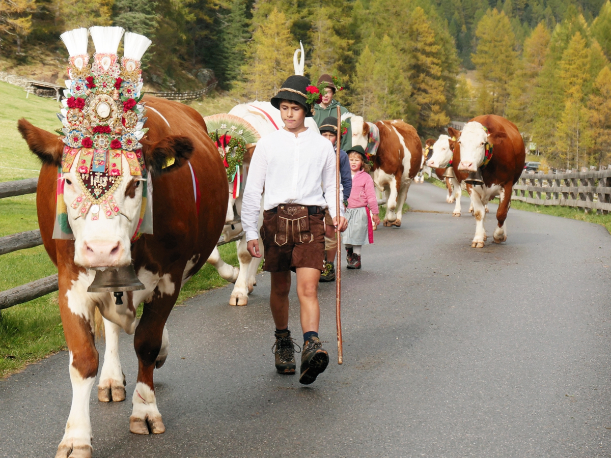 Almabtrieb Rein in Taufers Südtirol