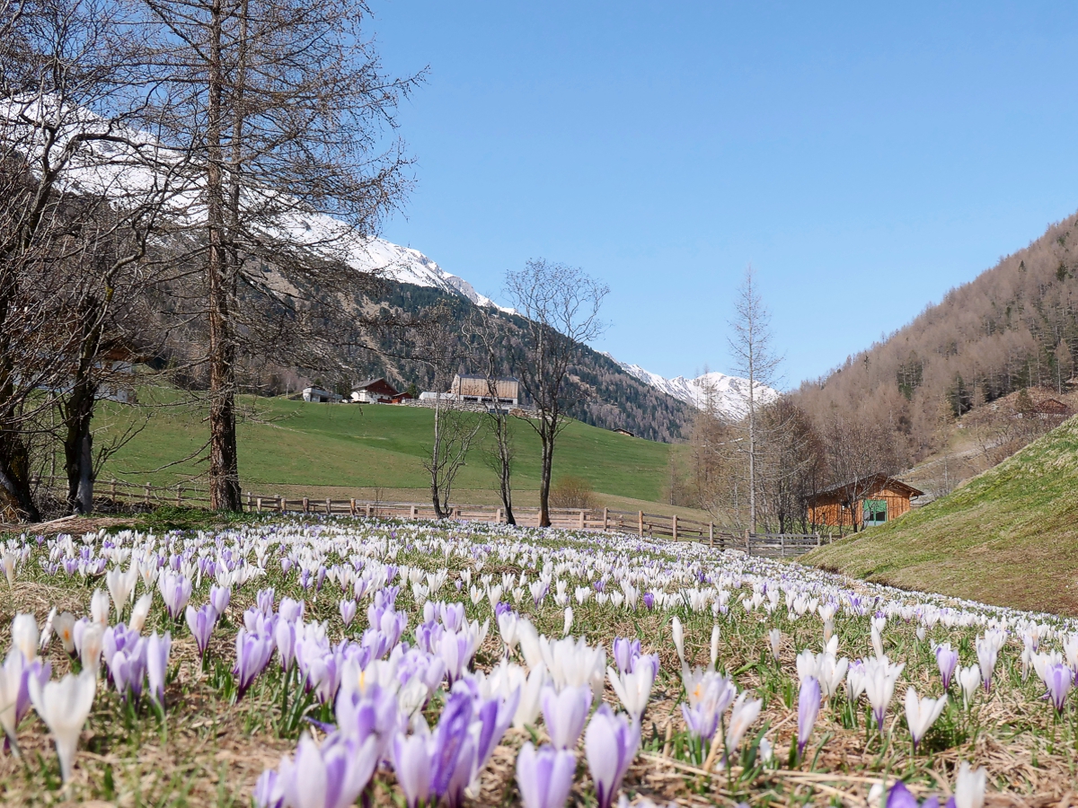 Bergfrühling
