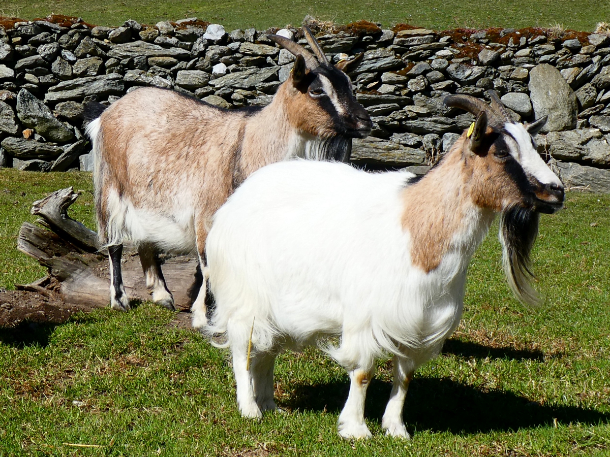 Tiere zum anfassen am Oberhof