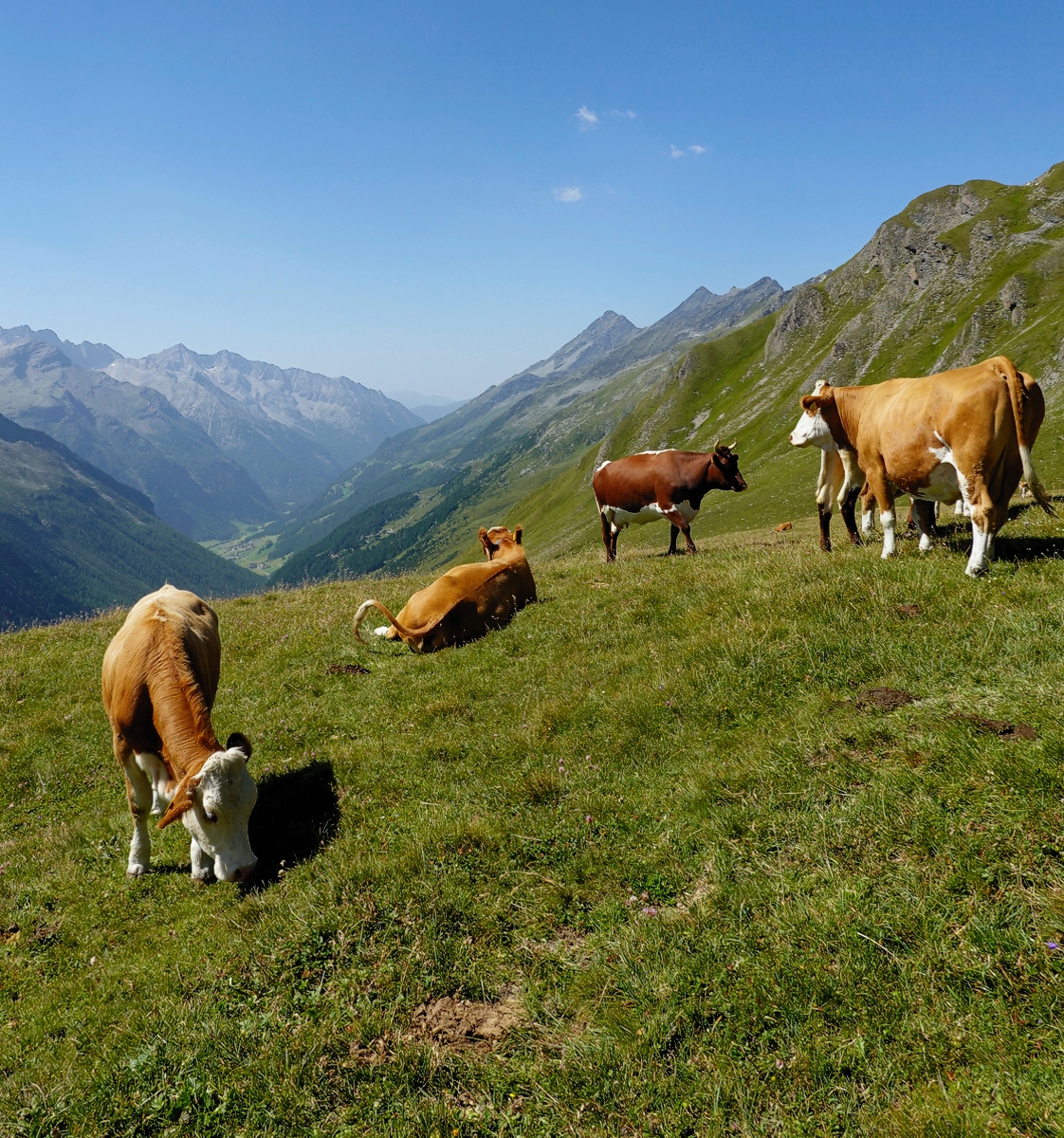 Almleben für unsere Jungtiere