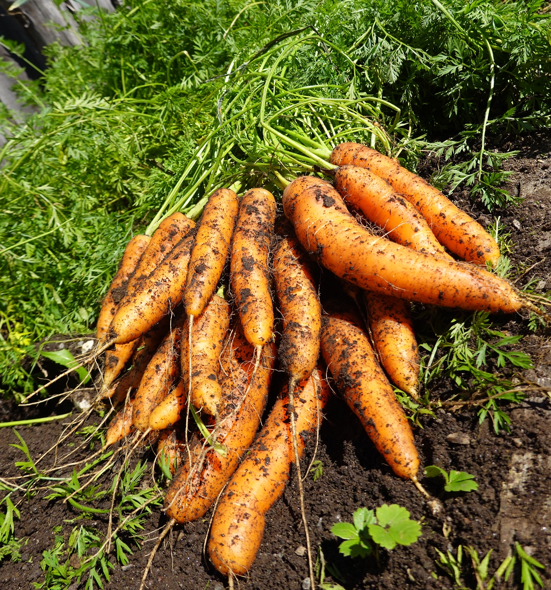 Ernte im Bauerngarten
