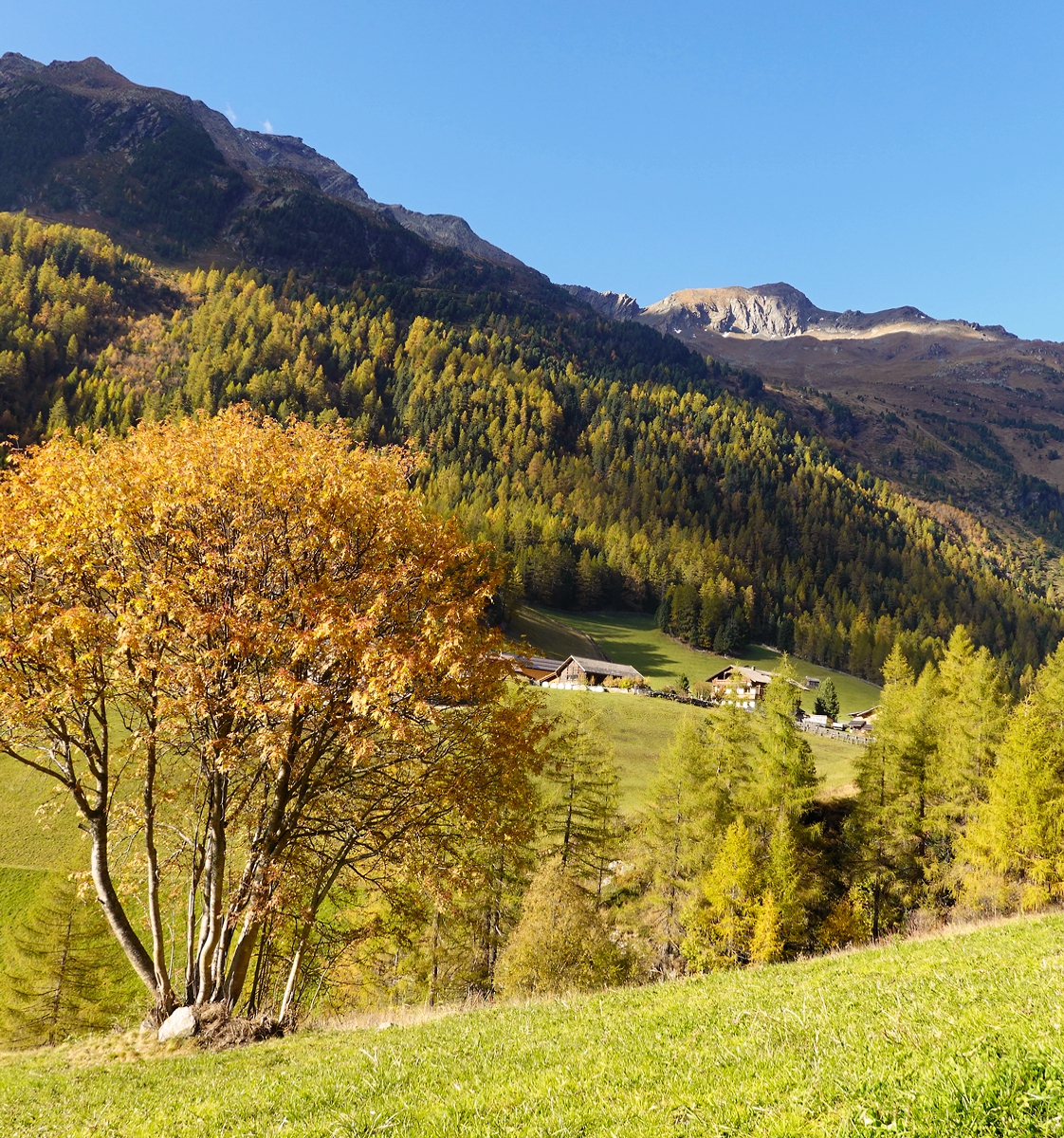 Goldene Lärchen im Oktober