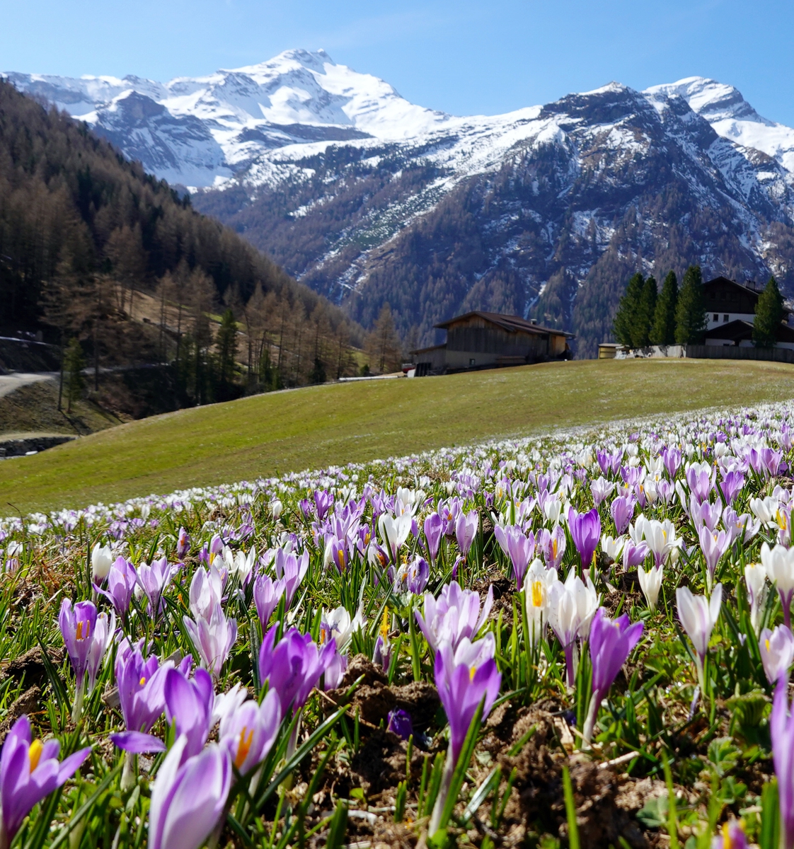 Frühling in Südtirol