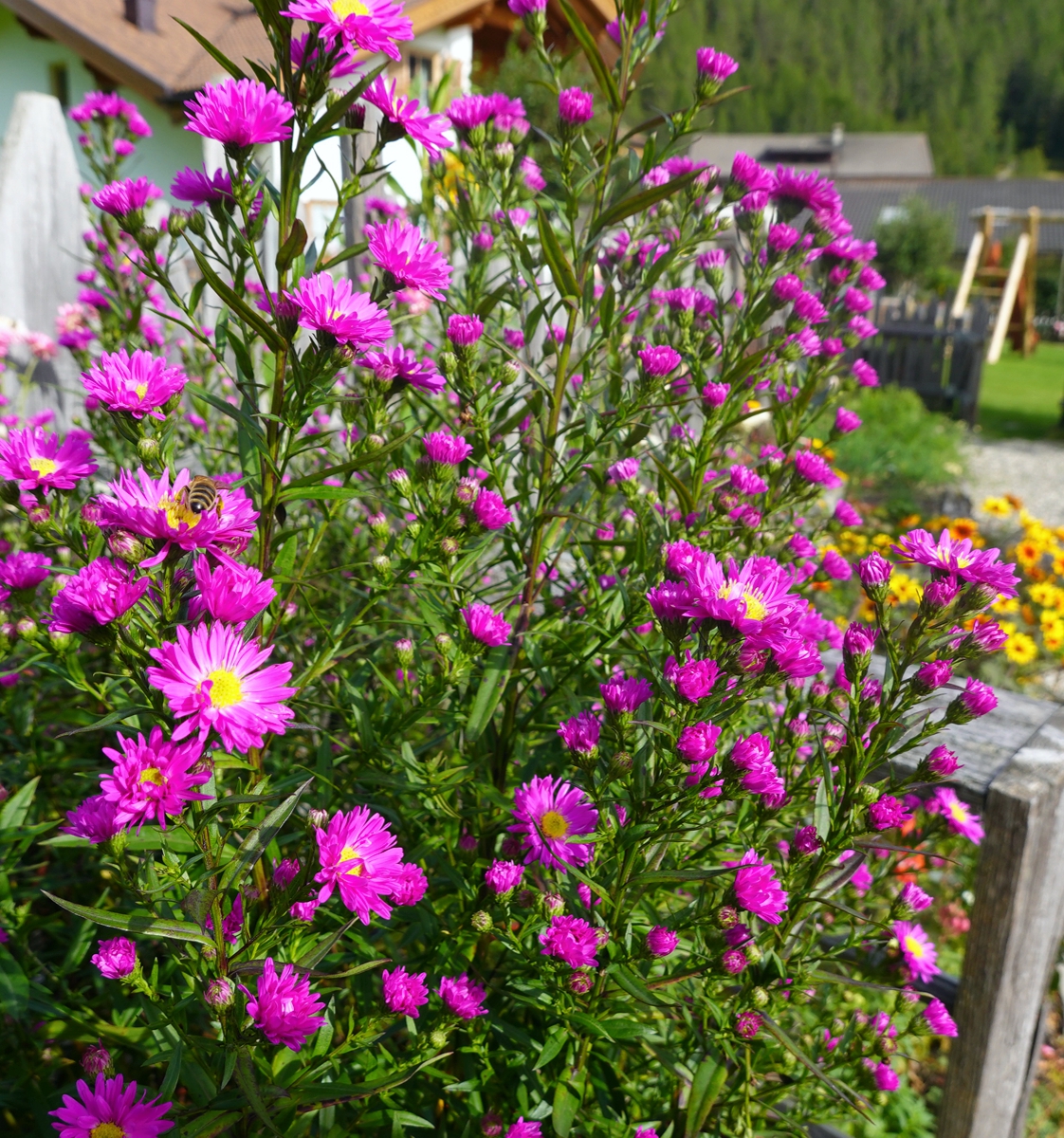Herbstastern im Bauerngarten