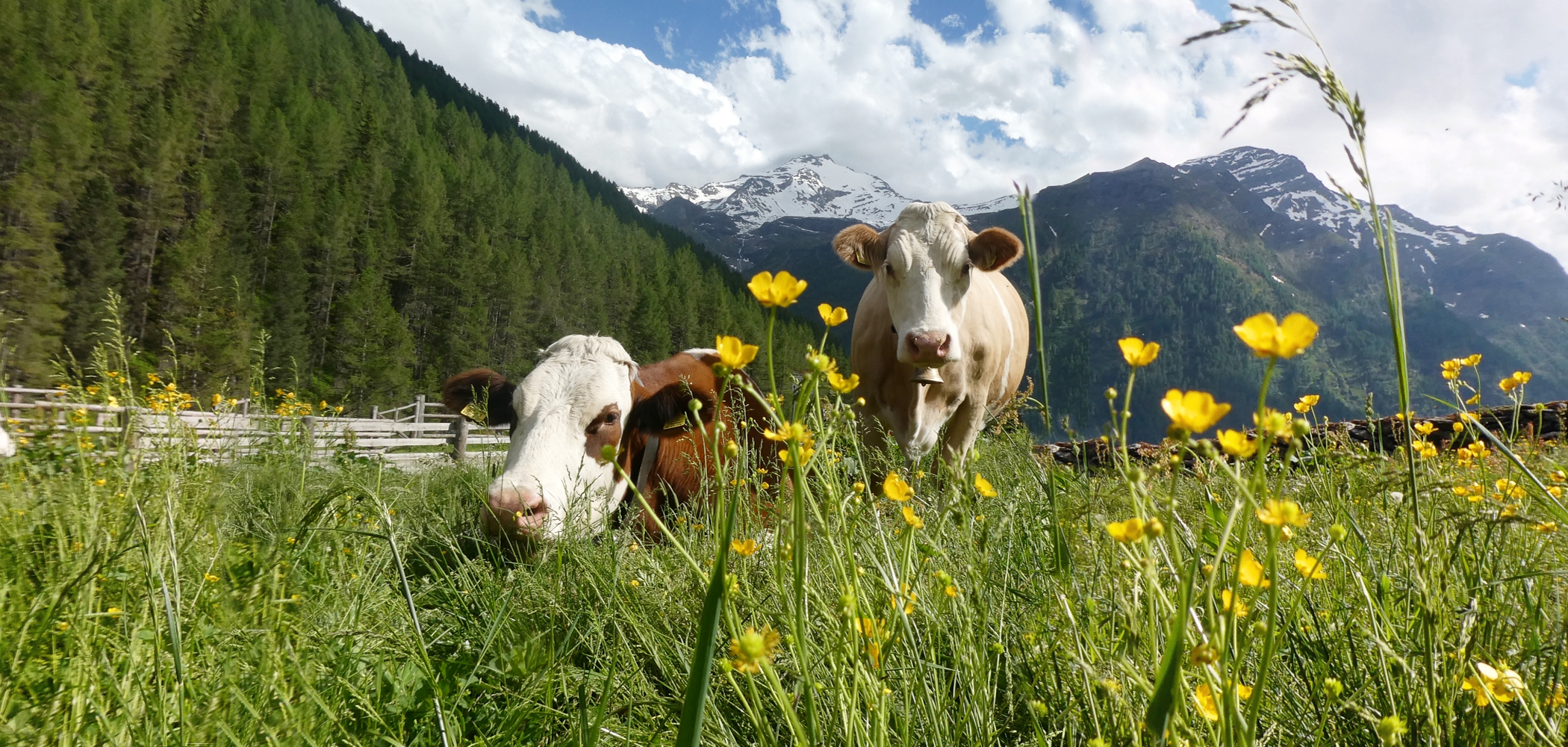 Bauernhof mit Tieren