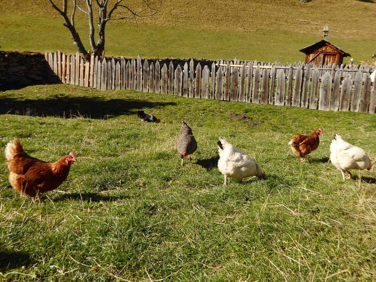 Freilaufende Hühner am Oberhof