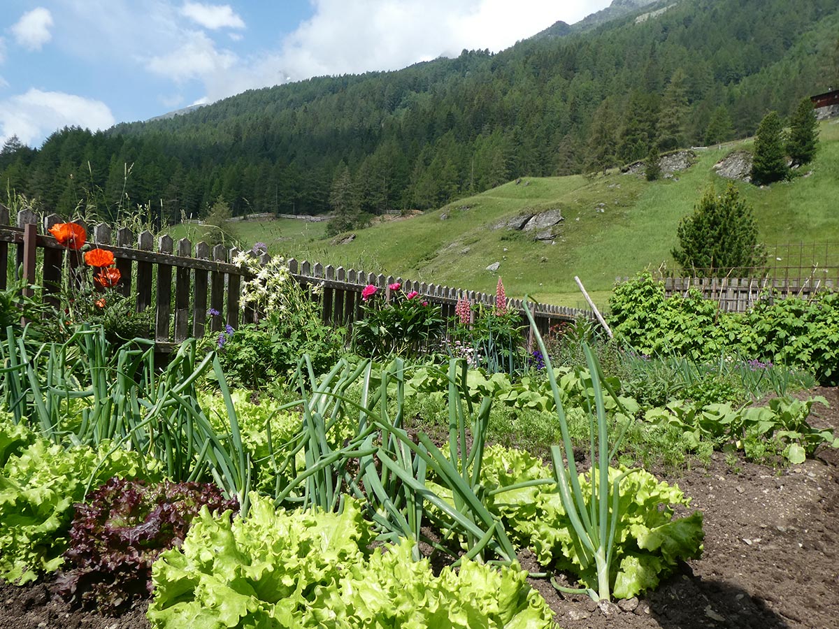 Gemüsegarten