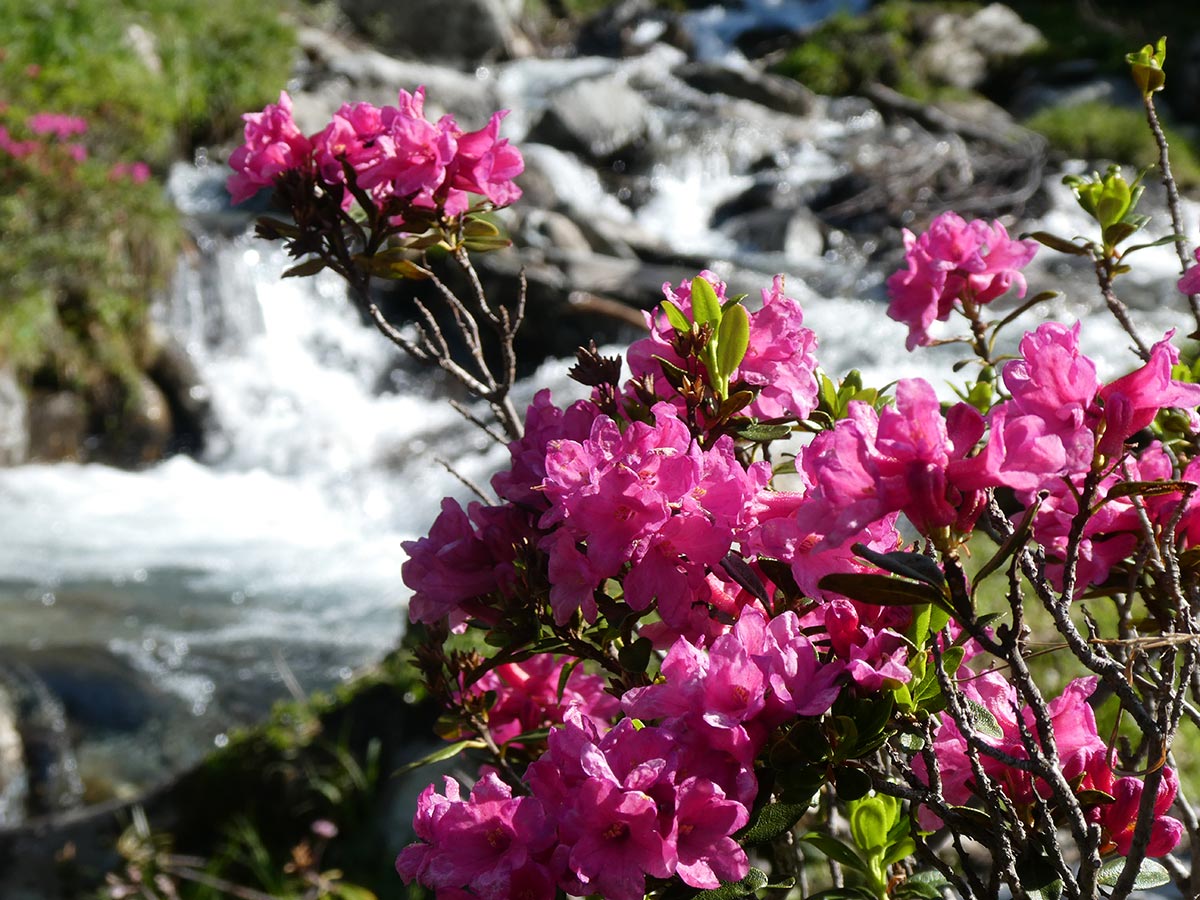 Rose alpine e ruscello di montagna
