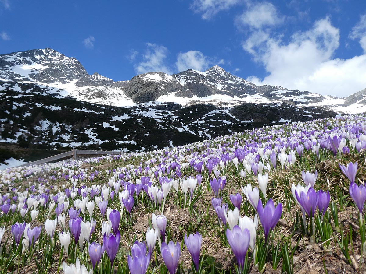 Krokusse im Frühling