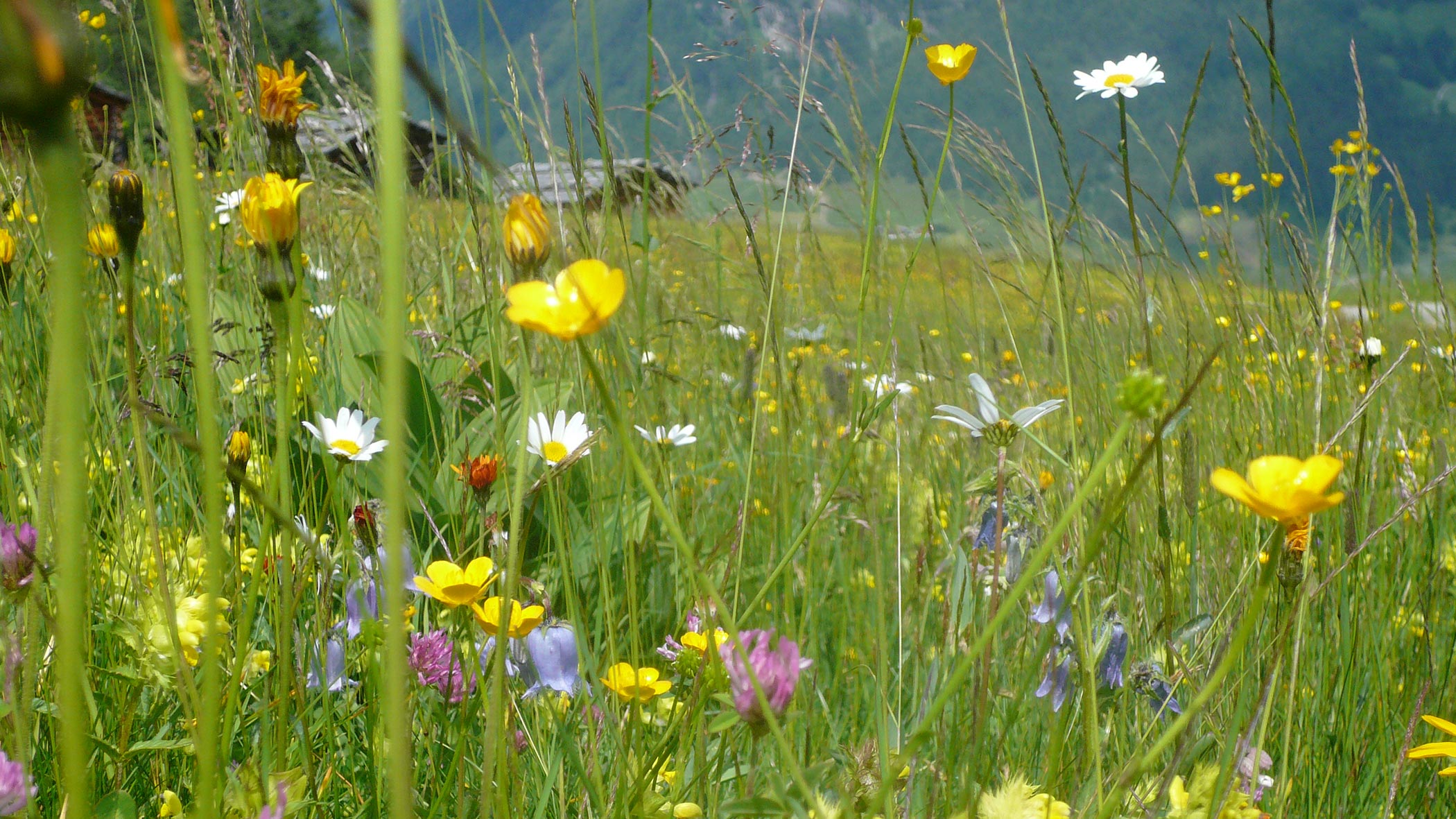 Gästekarten im Sommer